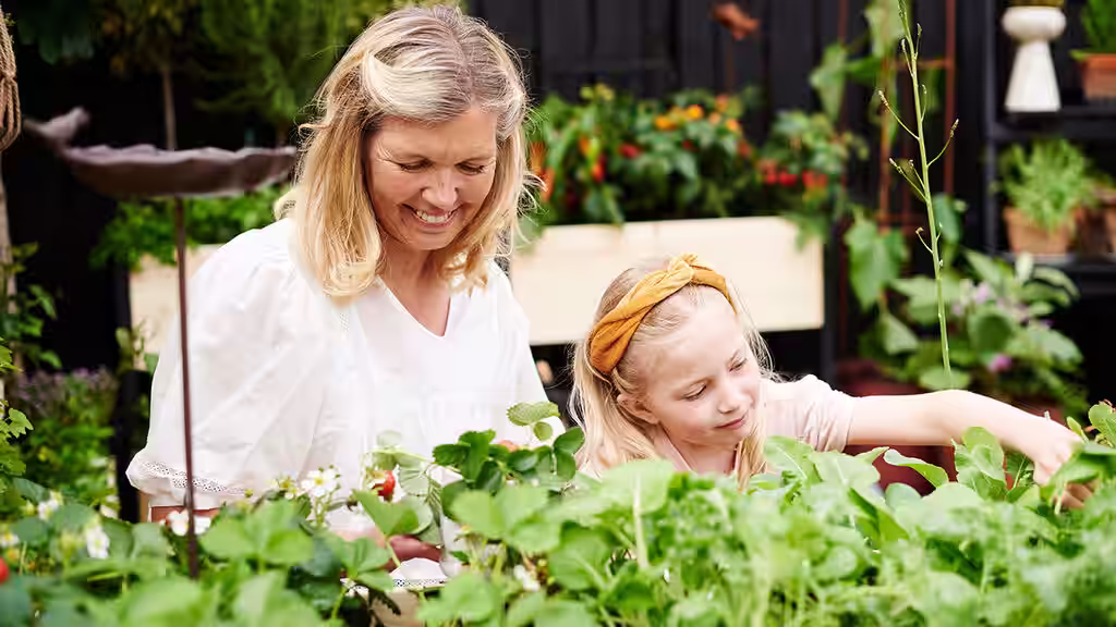 Juli – dette kan du så og dyrke