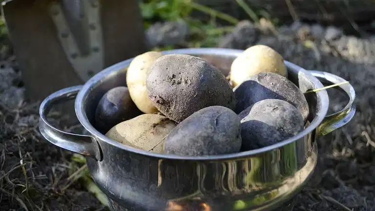 4 grønnsaker du kan dyrke deg selvforsynt med 