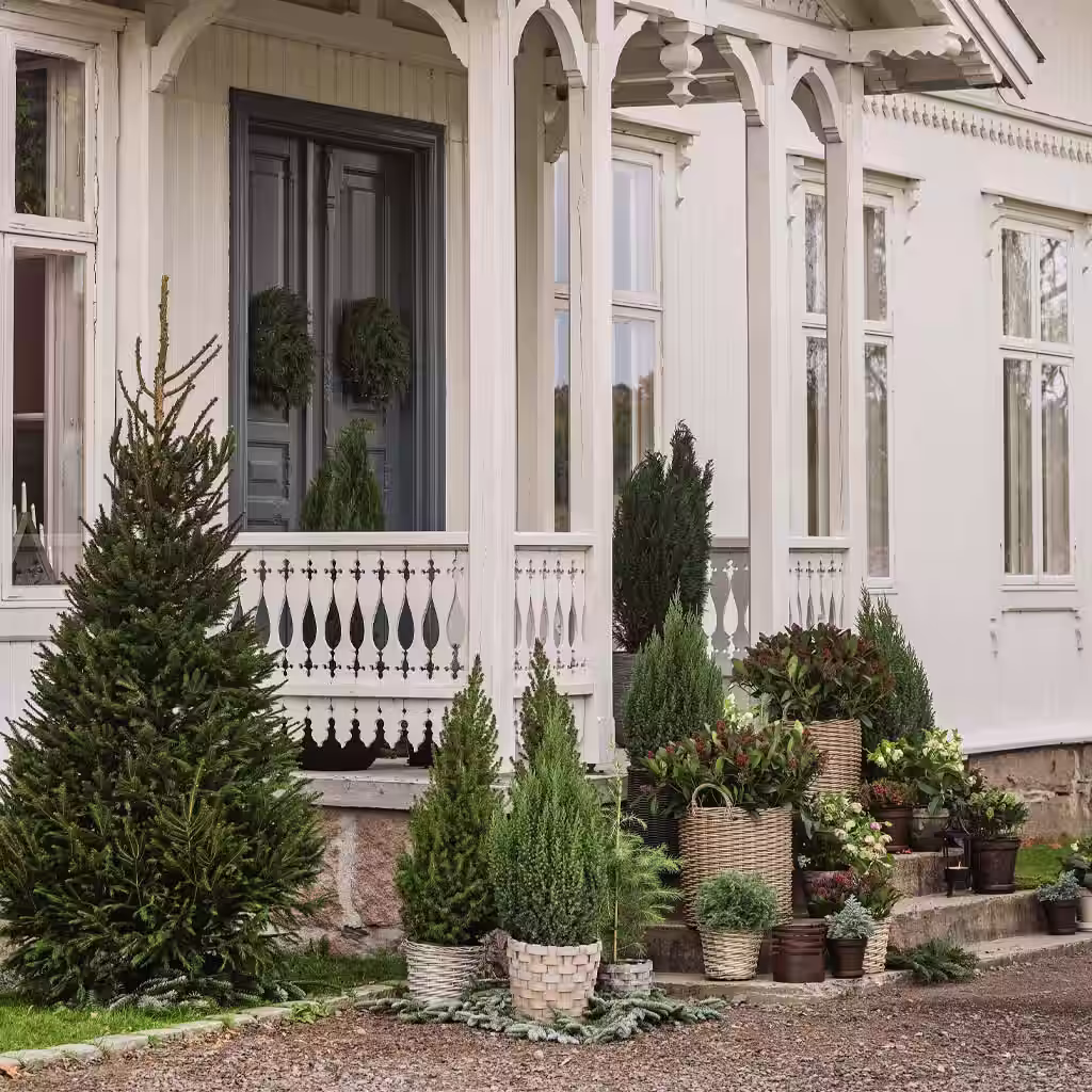 Ram inn entréen med ulike sorter barvekster 