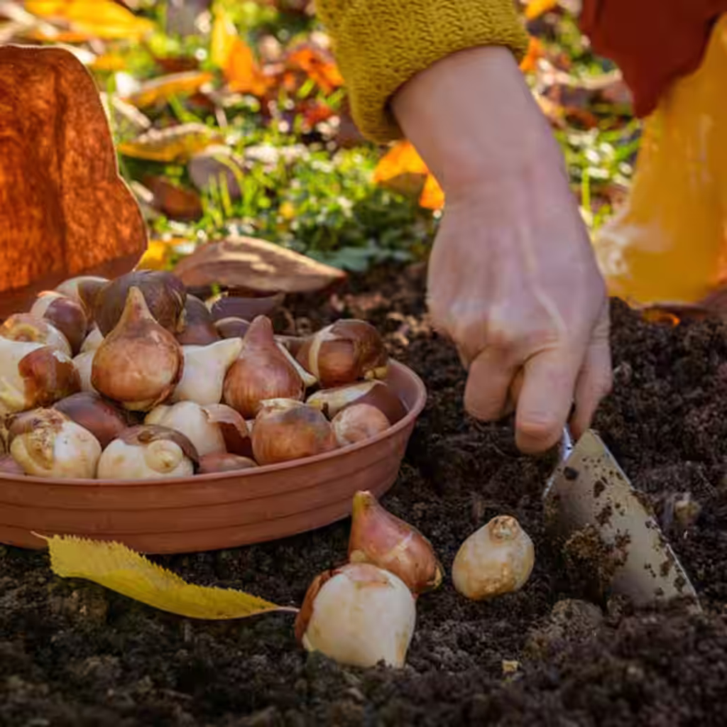 Oktober – dette kan du så og dyrke