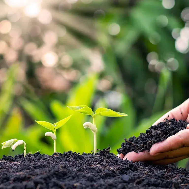 Så frø i høst og nyt blomster til våren 