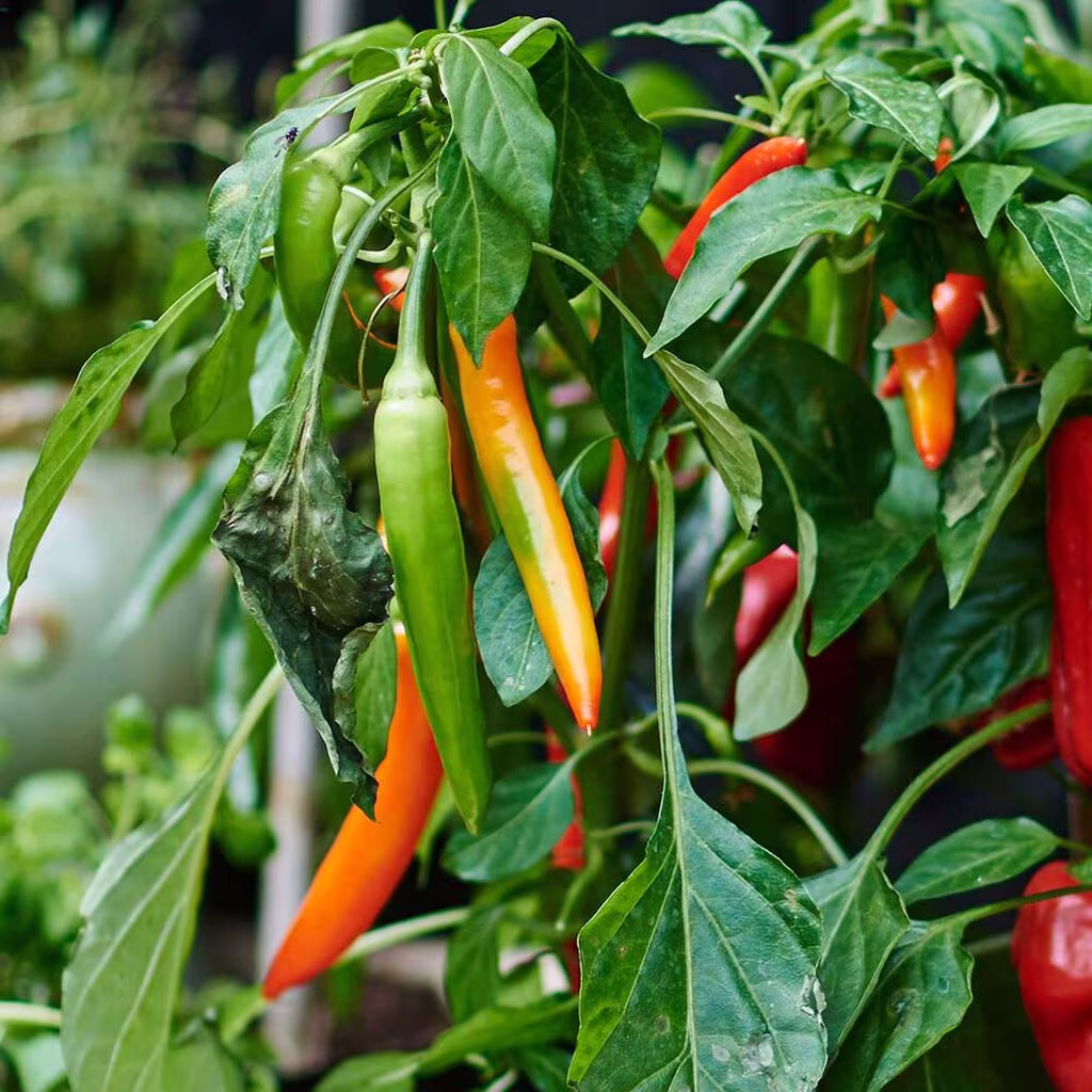 Chili – fra sterk til mild, hvilken vil du dyrke? 