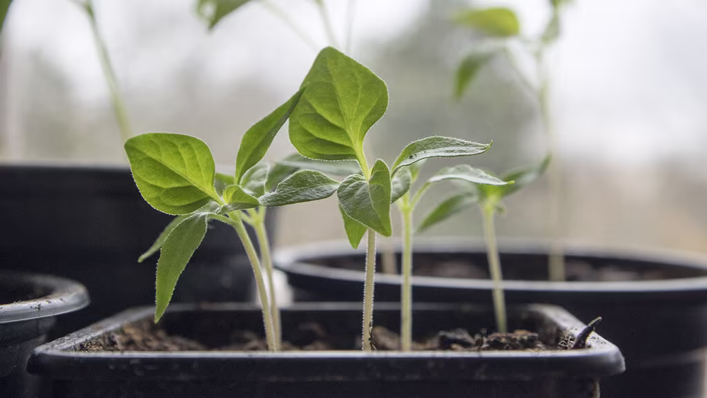Vanlige problemer med forkultivering – og hvordan du løser dem 