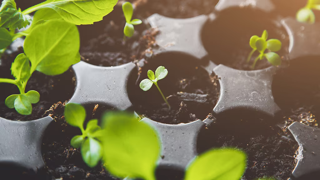 April – dette kan du så og dyrke