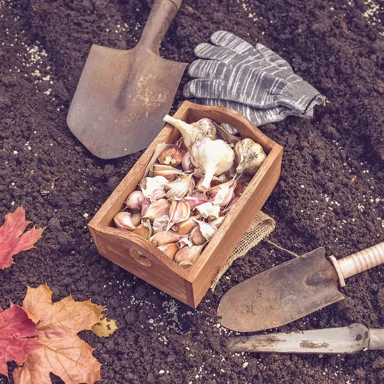 November – dette kan du så og dyrke