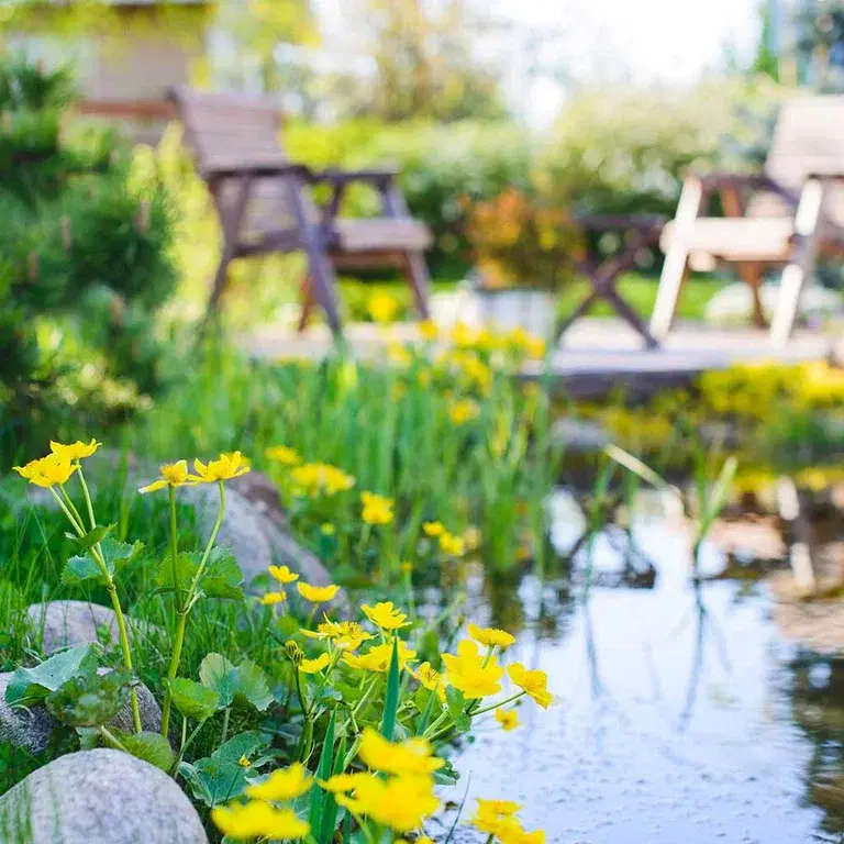 Vannplanter og vann i hagen 
