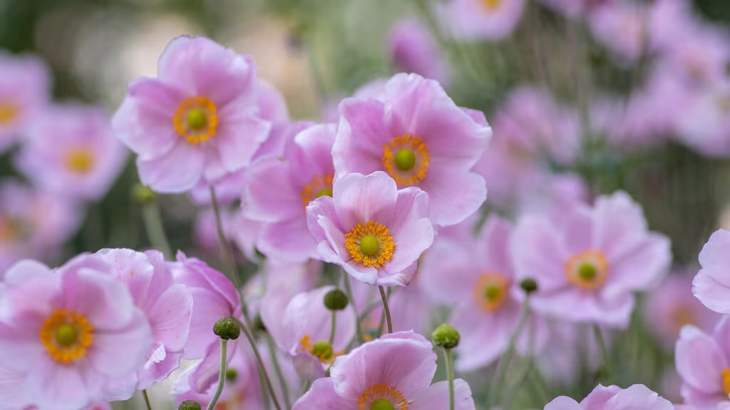 Slik skaper du en allergivennlig hage 