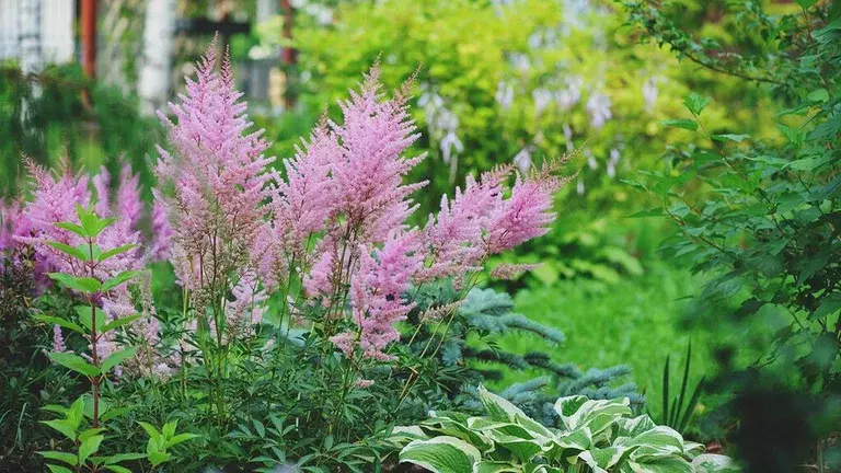 Latmannshage med lettstelte planter 