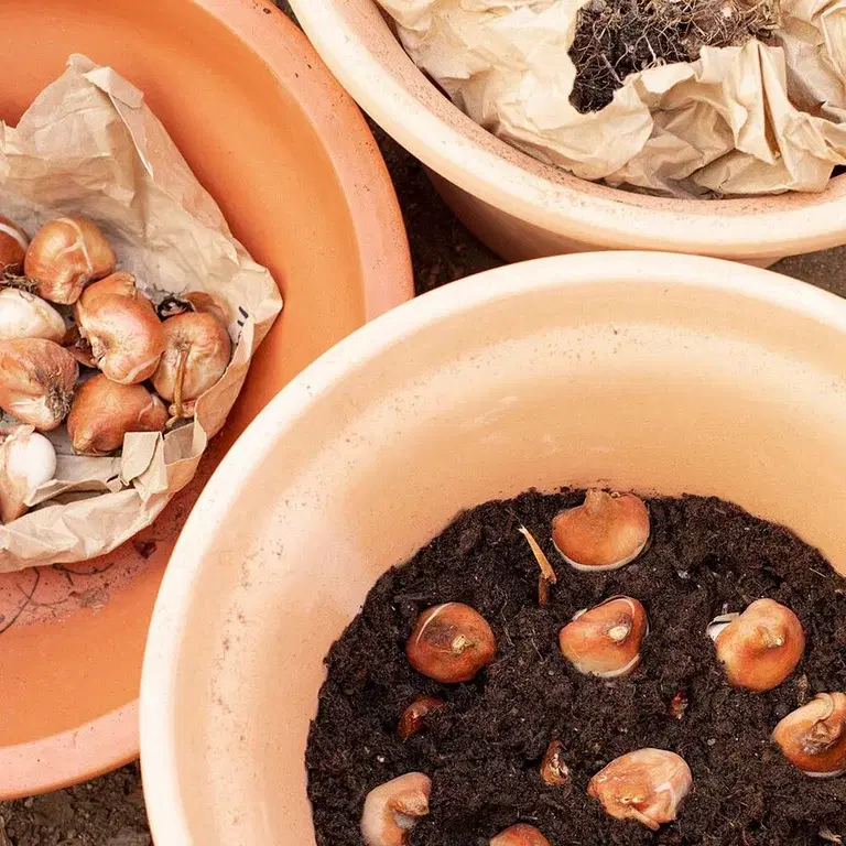 Plant blomsterløk i en løklasagne 