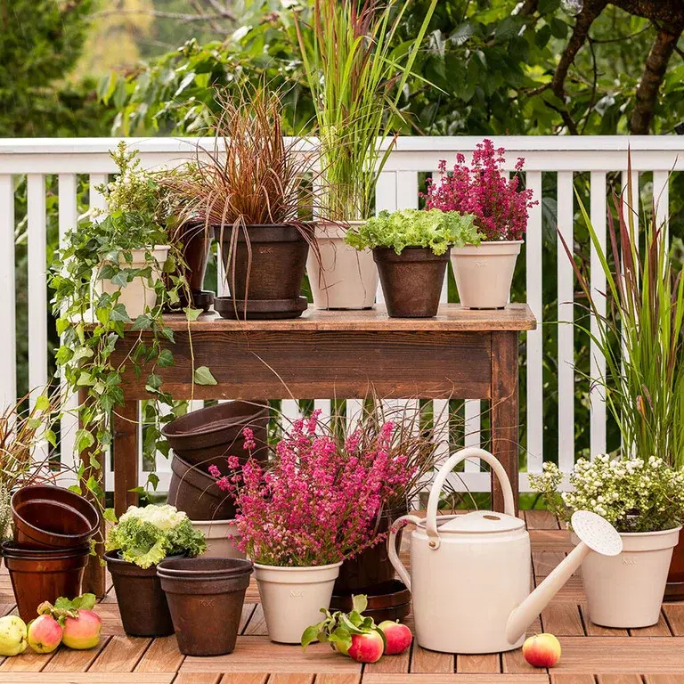 Topp fem høstplanter som tåler frost 
