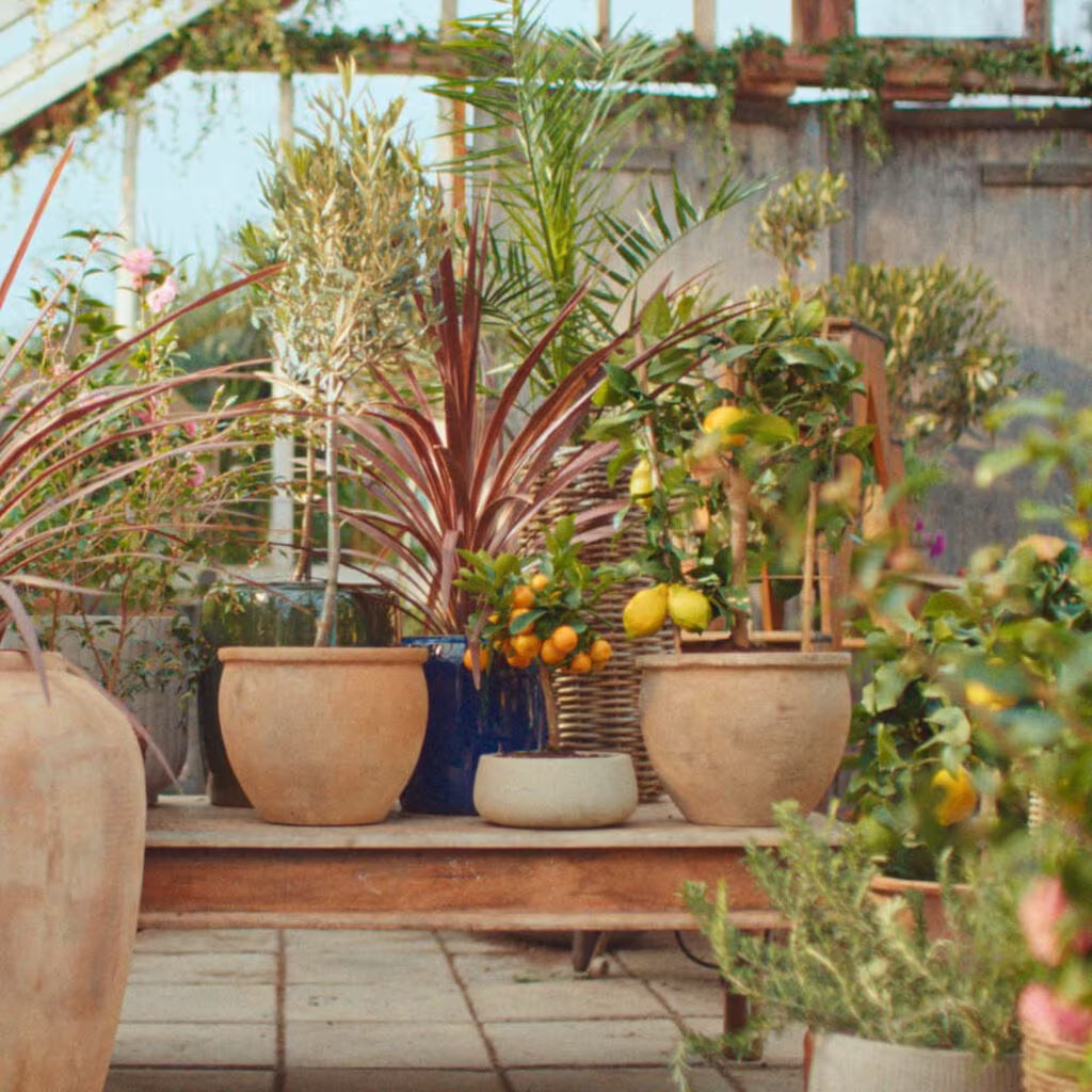 Gi middelhavsplantene nytt liv etter vinteren