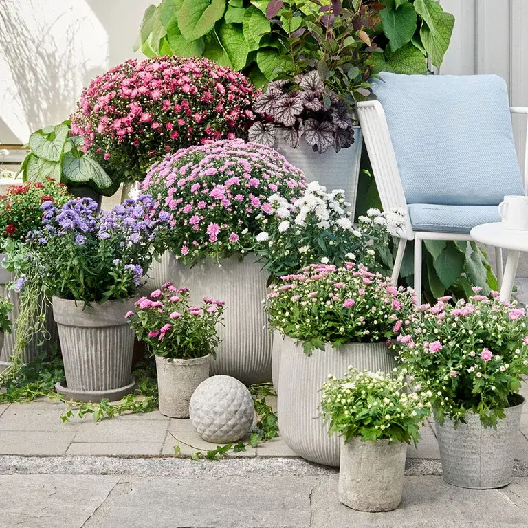 Frilandskrysantemum – planting og stell