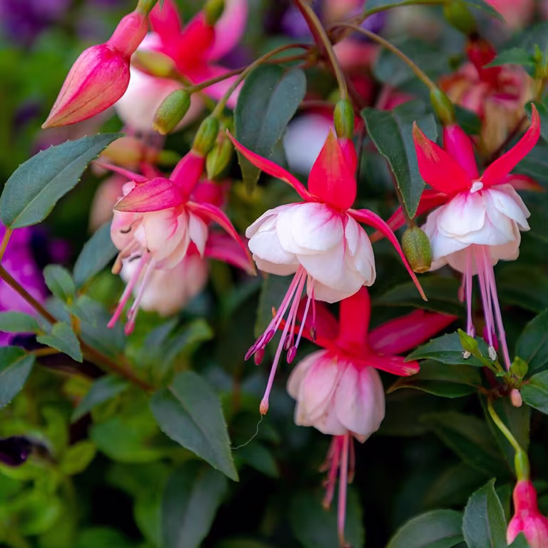 Fuchsia – planting og stell 