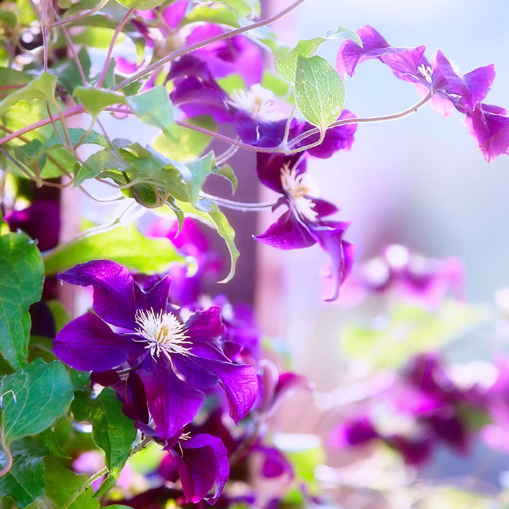 Klatreplanter – planting og stell 