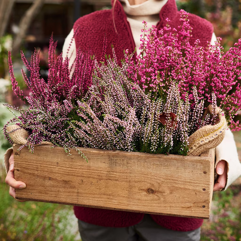 Lyng – planting og stell