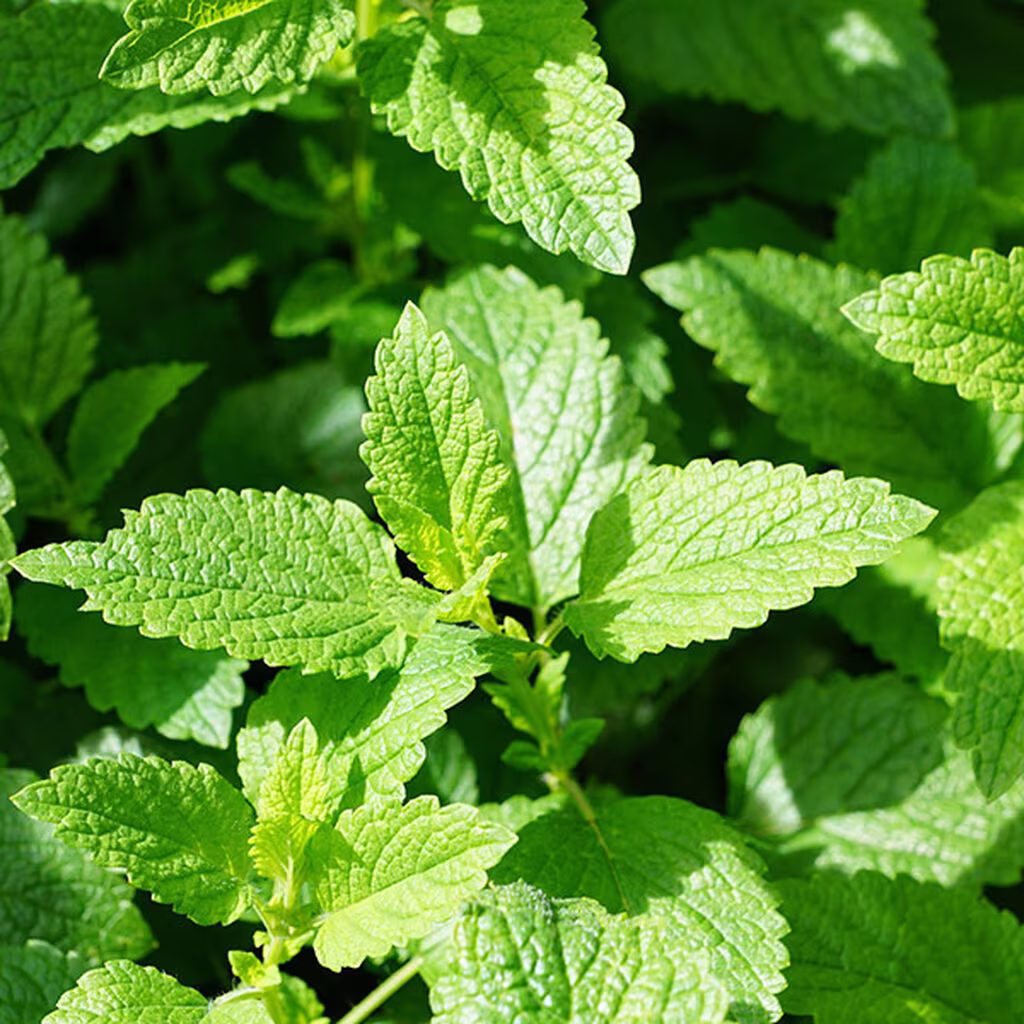 Mynte – slik dyrker du din egen