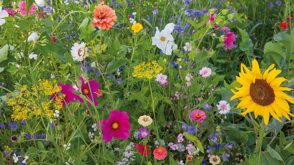 Slik overlever hagen ferien