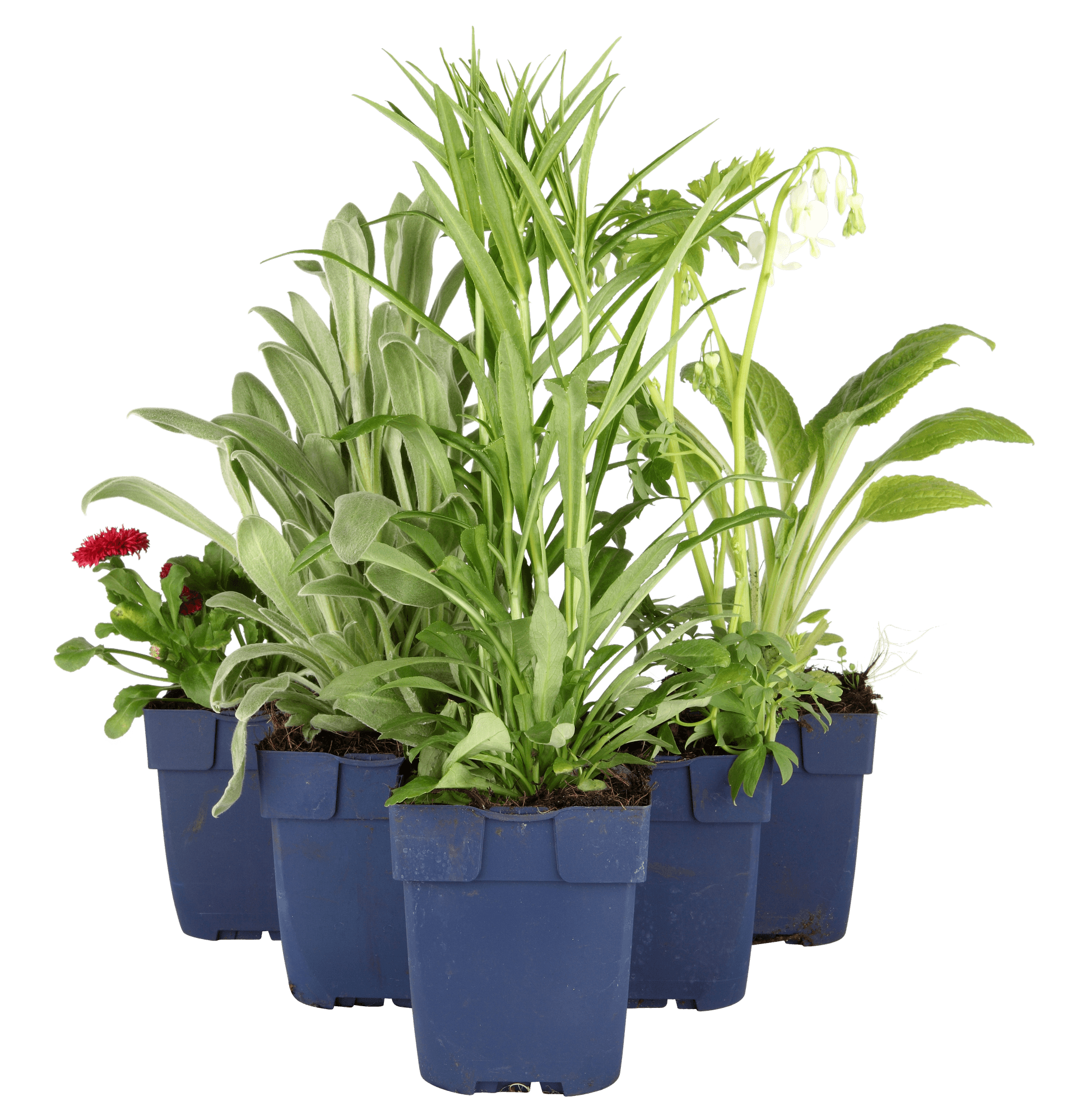 Stauder i pantbar potte