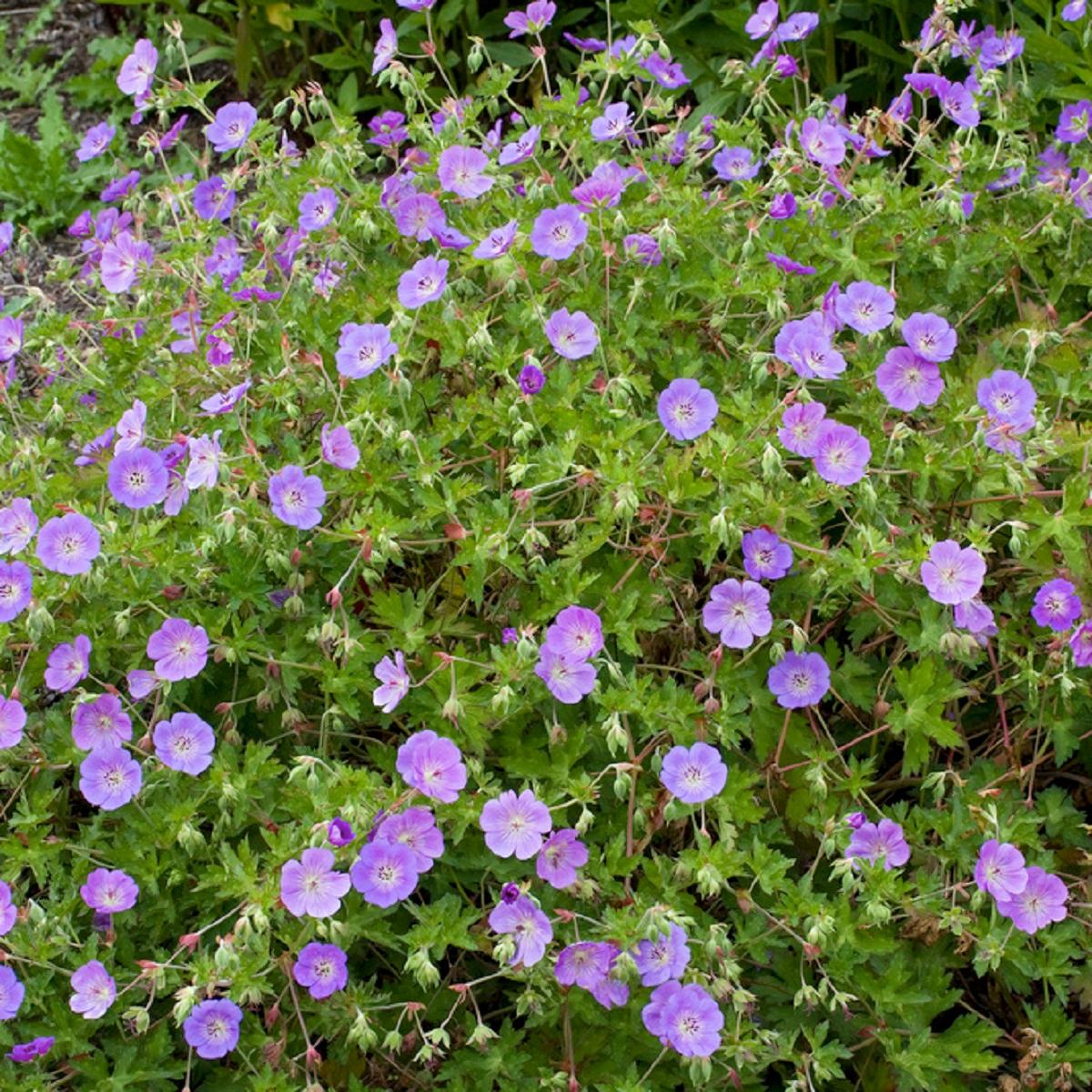 Markdekkende stauder