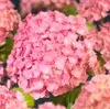 Hortensia