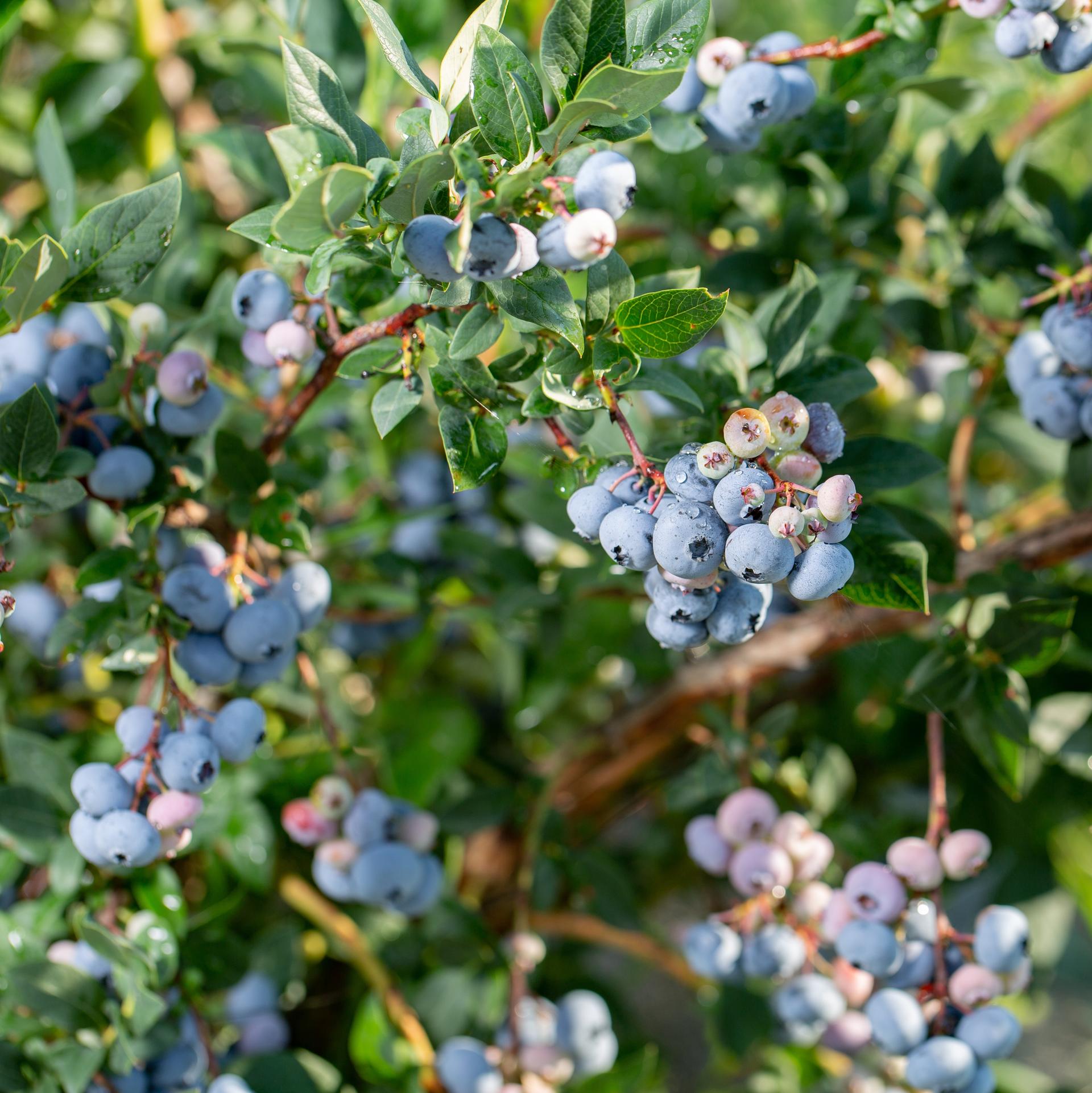 Blåbær