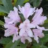 Rhododendron