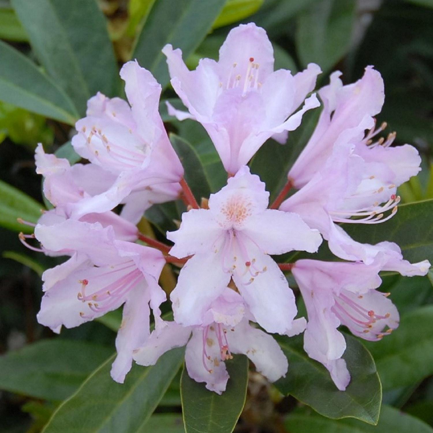 Rhododendron
