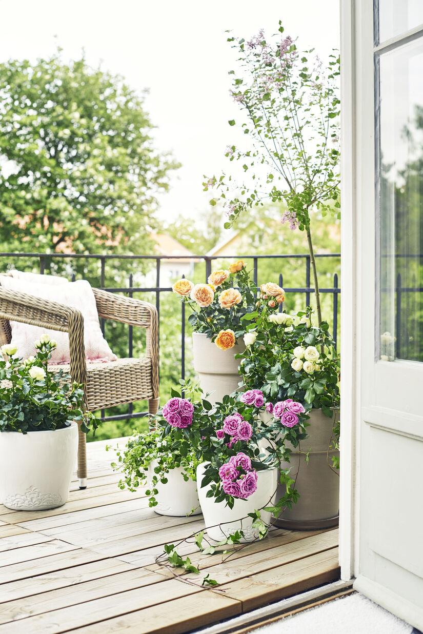 Media gallery image 2