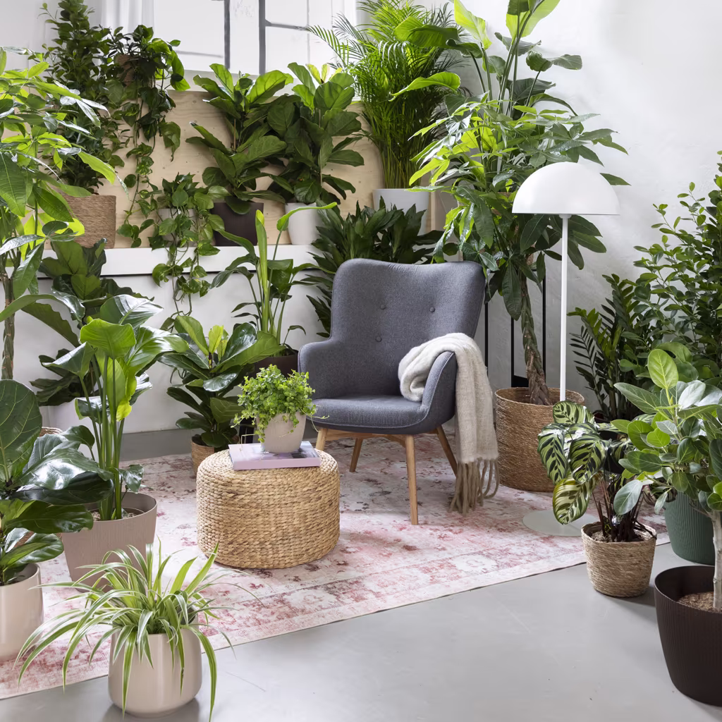 De beste plantene mot tørr luft