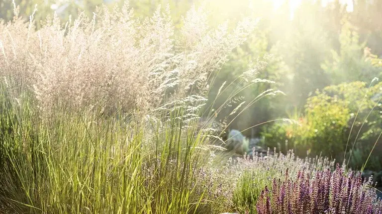 Prydgress – planting og stell