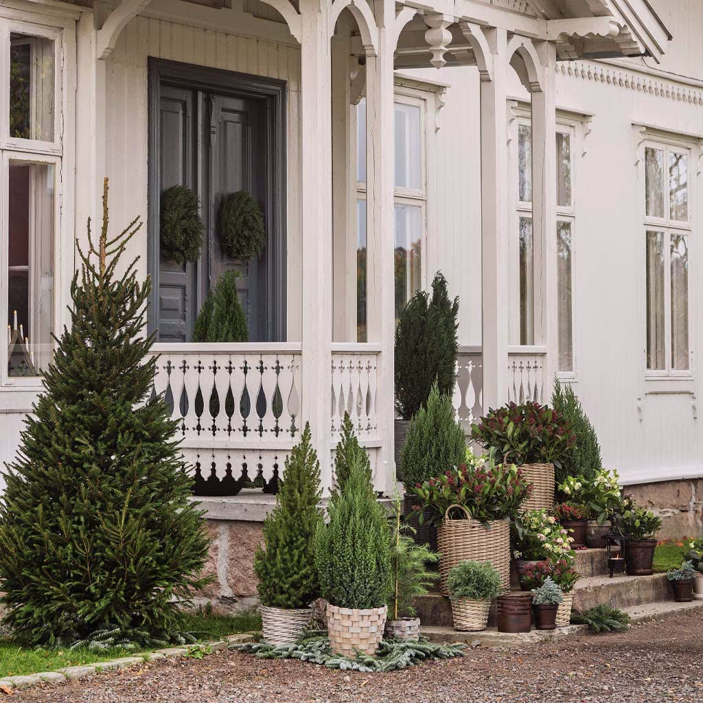 Ram inn entréen med ulike sorter barvekster 