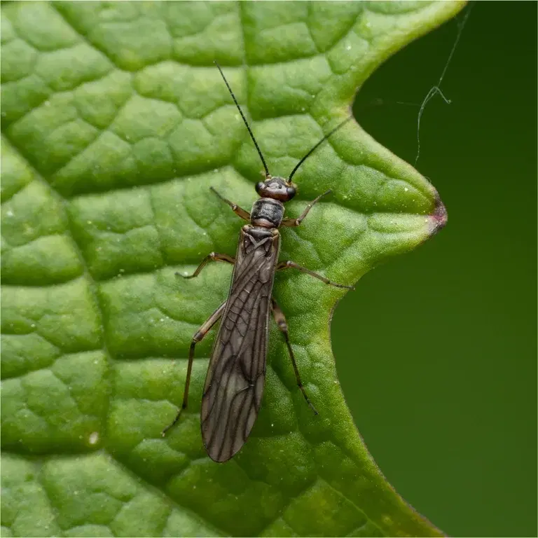 Trips på inneplanter: Slik blir du kvitt den plagsomme gjesten