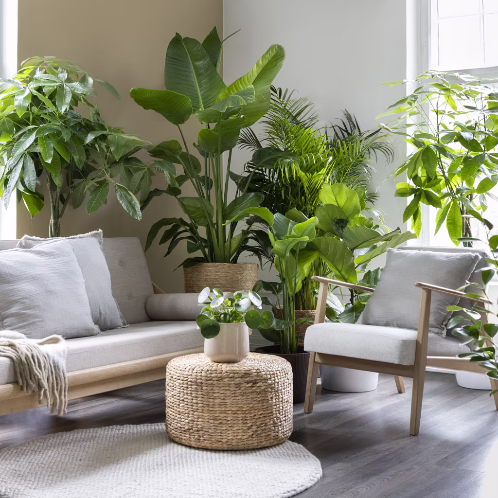 Omgi deg med planter – 6 tips for en frodig jungel hjemme
