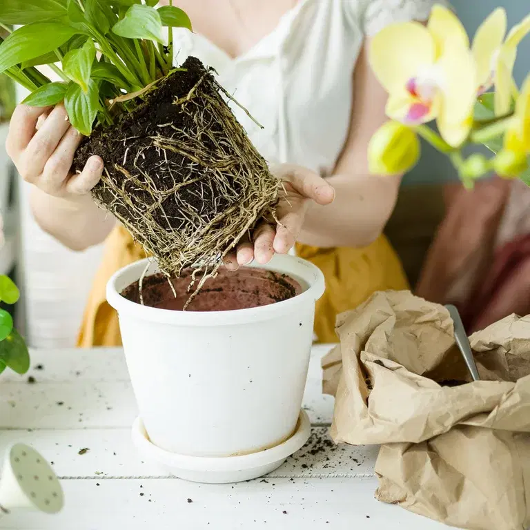 Orkidéer – nye måter å bruke dem på