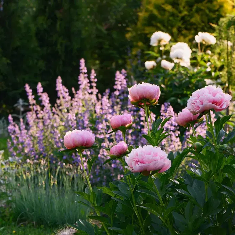 Våre mest populære stauder