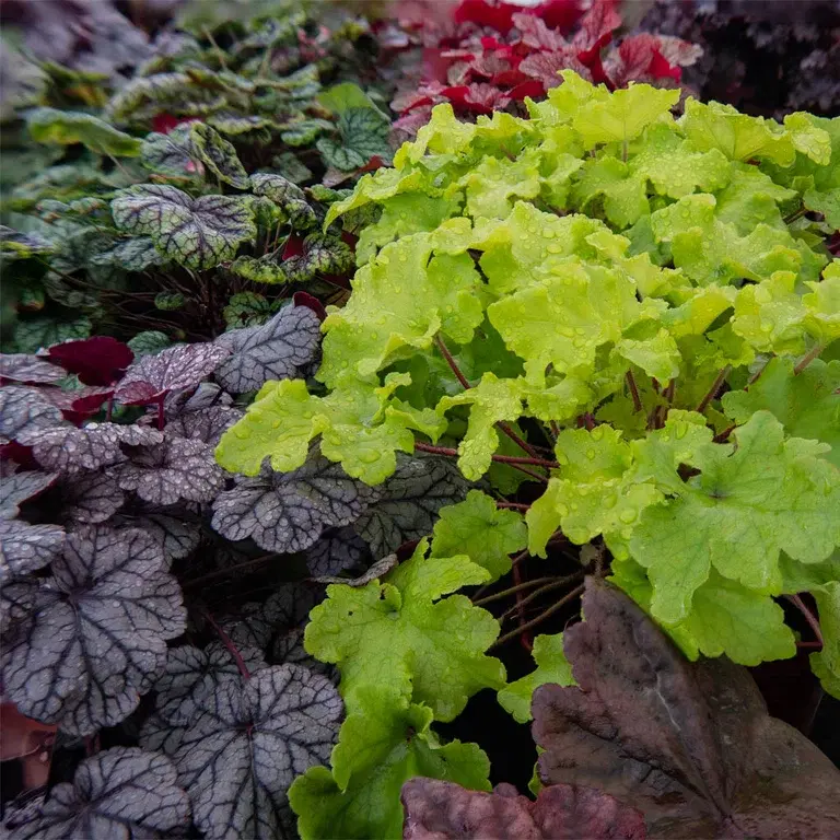 Alunrot – planting og stell 