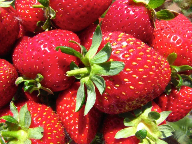Jordbær 'Korona'