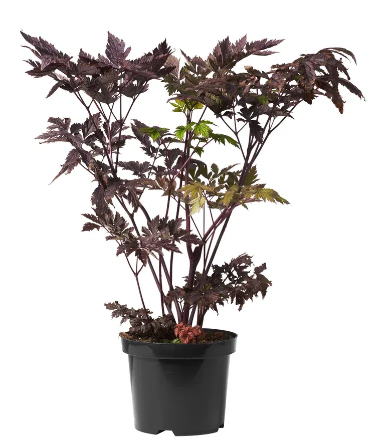 Høstormedrue 'Brunette'