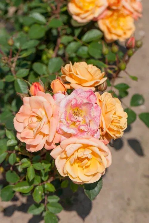 Klaserose APRICOT MEILOVE