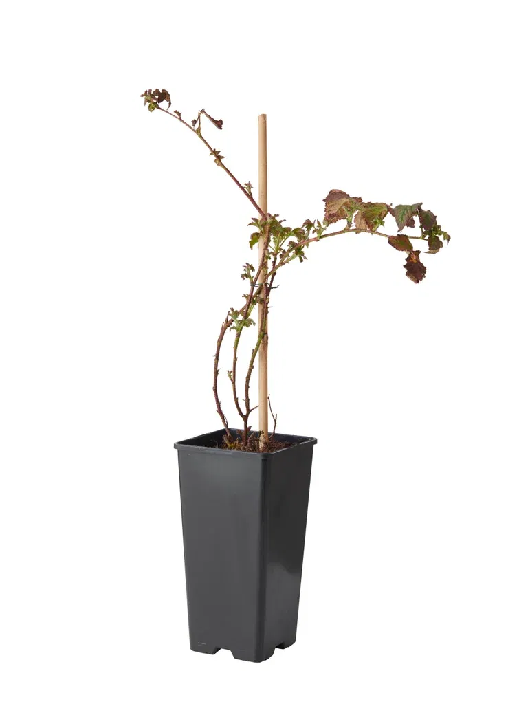 Bjørnebær 'Loch Tay', BIO