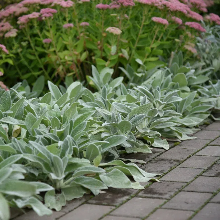 Lammeøre  'Silver Carpet'