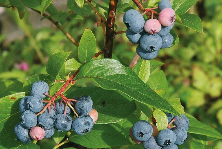 Hageblåbær 'Bluecrop'