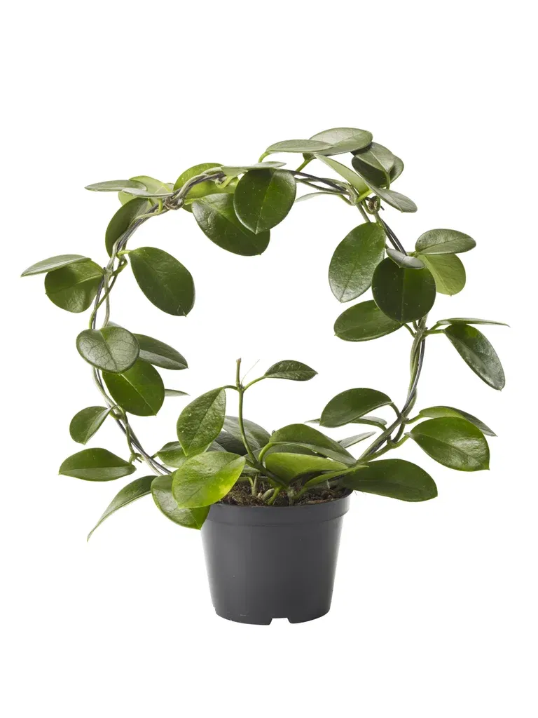 Porselensplante på bøyle