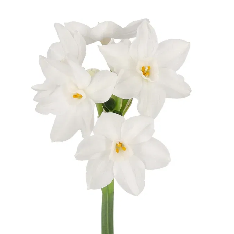 Hvit tasettnarsiss 'Paperwhite Ziva'