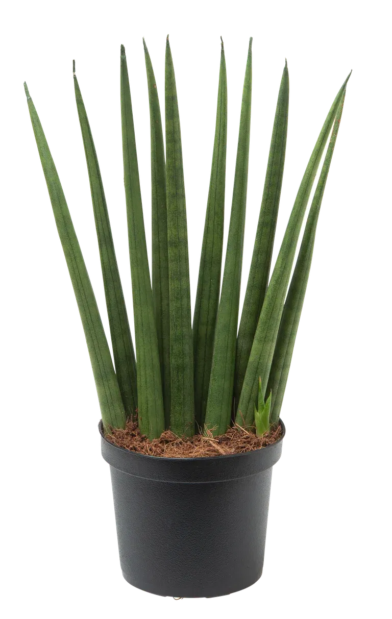 Sansevieria 'Cylindrica' miks