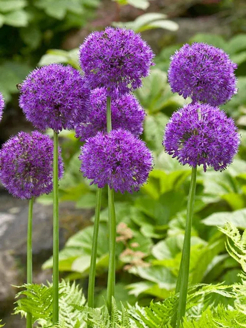 Kirgisløk 'Purple Sensation'
