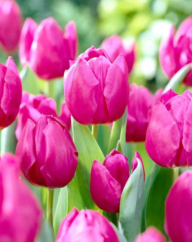 Tulipan 'Purple Prince'