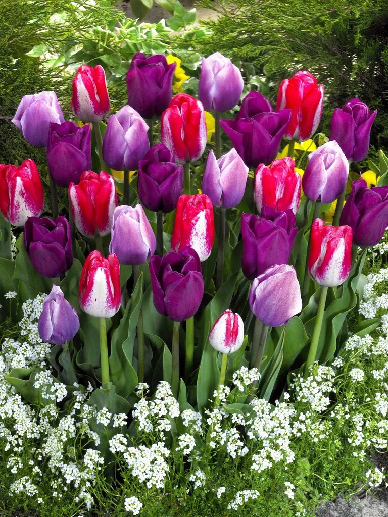 Tulipanmiks Lovers Blend