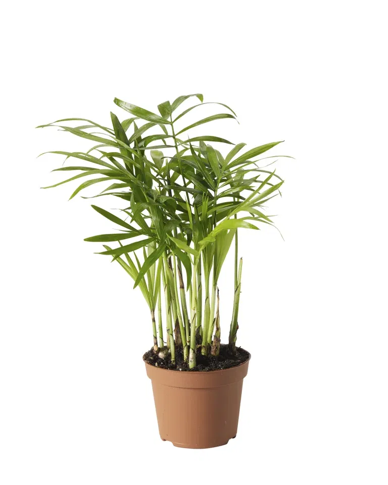 Dvergfjærpalme mini