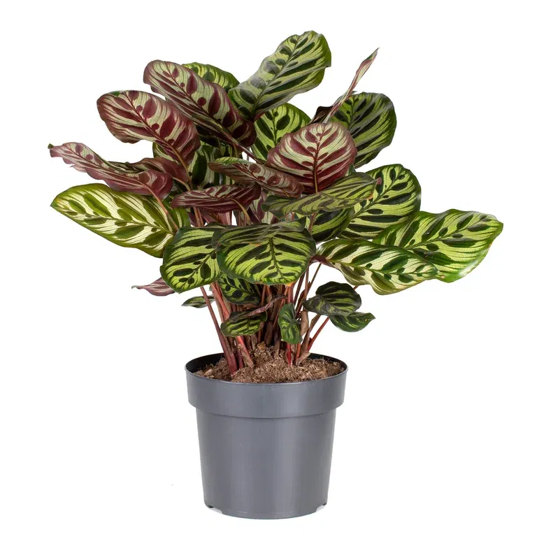 Calathea 'Makoyana'